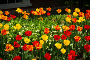 Tulips in Springtime